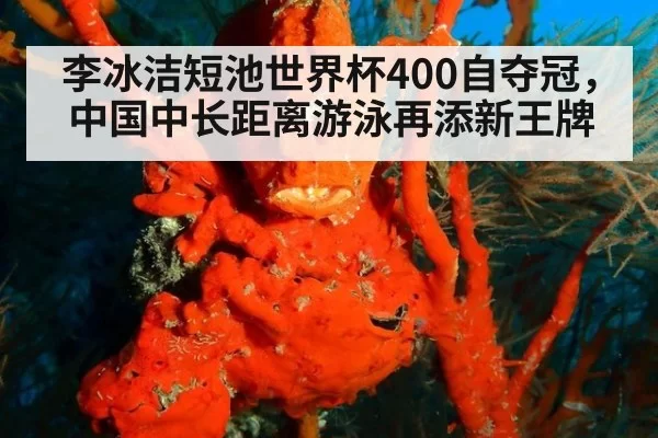 李冰洁短池世界杯400自夺冠，中国中长距离游泳再添新王牌